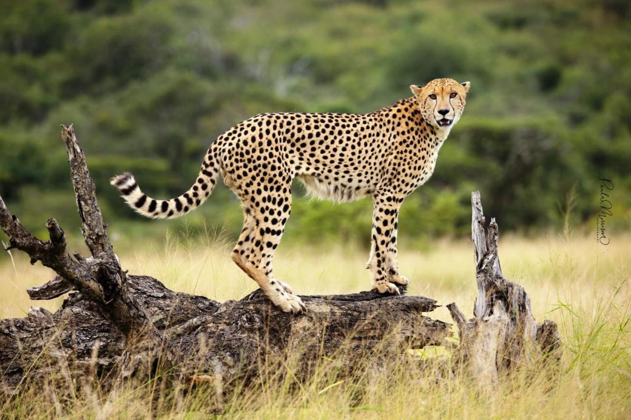 Sungulwane Private Game Lodge Hluhluwe Exteriér fotografie