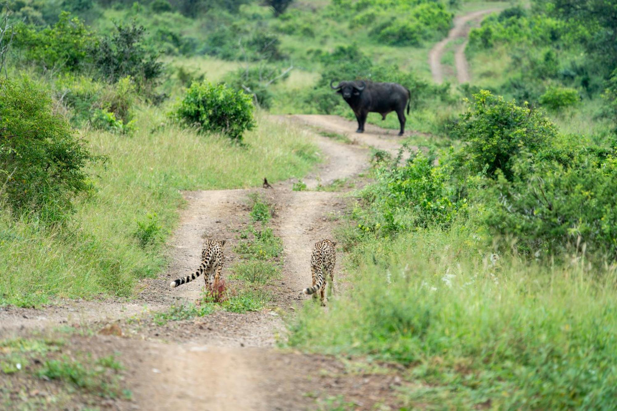 Sungulwane Private Game Lodge Hluhluwe Exteriér fotografie